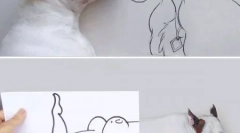 10 A leghűvösebb kutyák fotózása